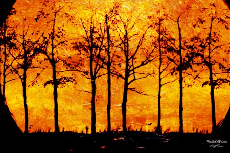 Fire, Forest Fire, Outdoors, Plant, Tree